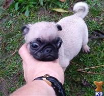 pug puppy posted by Jessica reynolds
